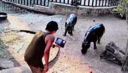 コビトカバ「ムーデン」 男が囲いに侵入し動画撮影 - ワイズデジタル【タイで生活する人のための情報サイト】