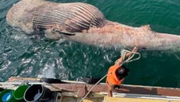 近郊海域でニタリクジラの死骸 妊娠中の母子とも死亡 - ワイズデジタル【タイで生活する人のための情報サイト】