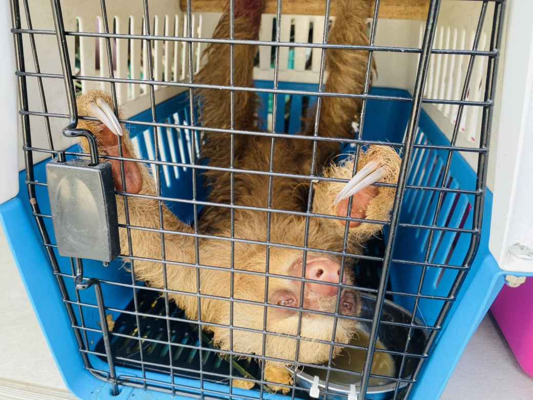 放棄された密輸動物366匹保護 ナマケモノなどの外来種も