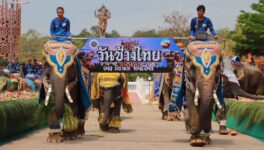 3月13日「タイ象の日」　スリン県で恒例イベント - ワイズデジタル【タイで生活する人のための情報サイト】