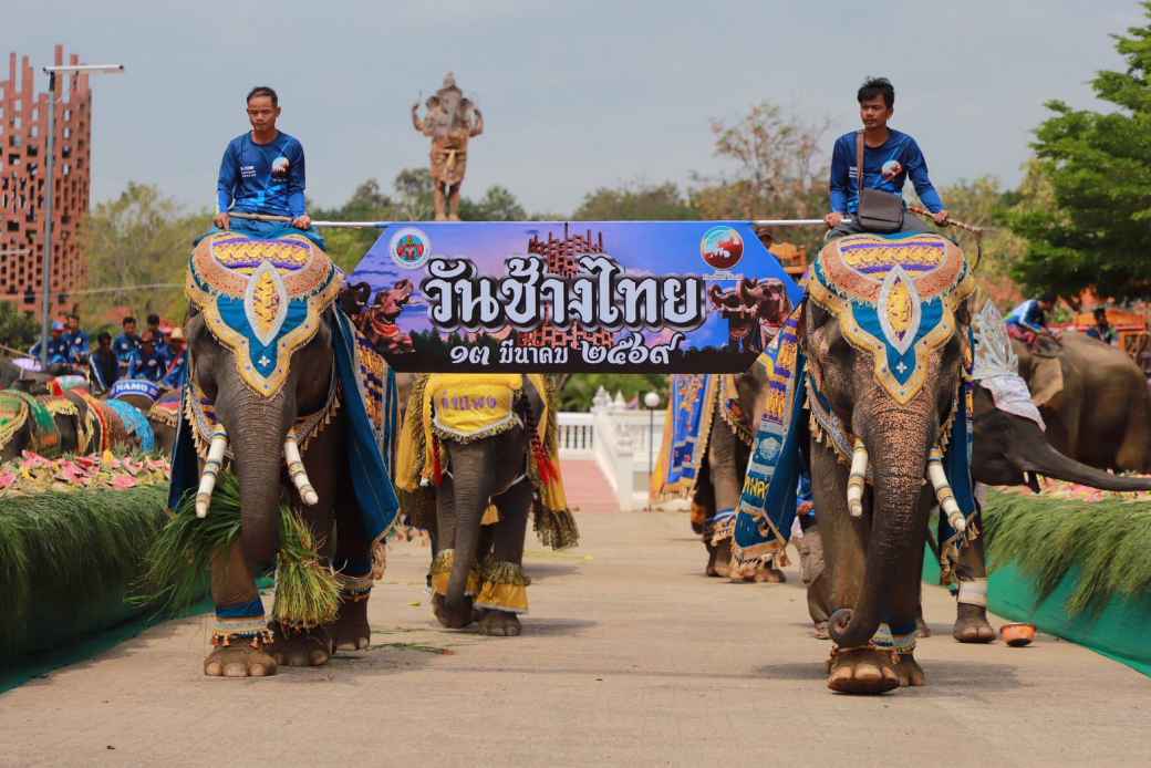 3月13日「タイ象の日」　スリン県で恒例イベント - ワイズデジタル【タイで生活する人のための情報サイト】