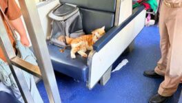 7時間遅延の車内で猫が暴走　猛暑下のストレス原因か、飼い主負傷 - ワイズデジタル【タイで生活する人のための情報サイト】