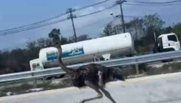 牧場からダチョウが脱走 15kmノンストップで走り続け、無事保護 - ワイズデジタル【タイで生活する人のための情報サイト】