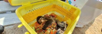 野生動物の密売容疑で逮捕　保護動物「ダスキールトン」押収 - ワイズデジタル【タイで生活する人のための情報サイト】