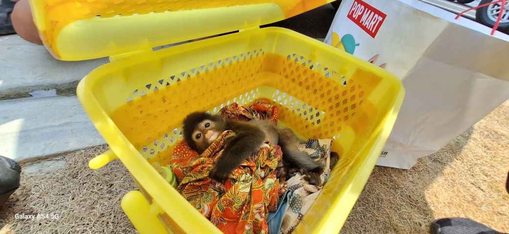 国際野生動物密売逮捕 保護動物「ダスキールトン」押収