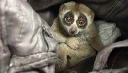 スローロリスを写真撮影に悪用　プーケットで男を逮捕 - ワイズデジタル【タイで生活する人のための情報サイト】