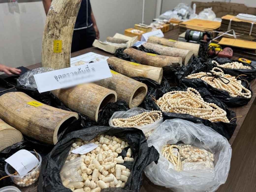 アフリカ象牙密輸網摘発 ベトナム経由、250kg以上押収