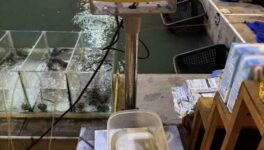 ラップラオのエビ釣り堀を摘発　エビの重さを当てる違法賭博を運営 - ワイズデジタル【タイで生活する人のための情報サイト】