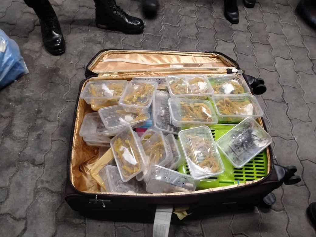 空港でマレーシア人男逮捕 スーツケースから200匹以上の密輸動物