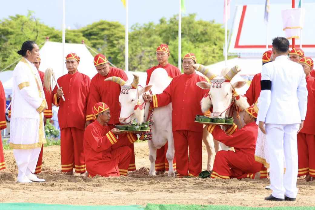 王室農耕祭で今年の吉凶占う　聖牛は豆・水・草・酒を選択 - ワイズデジタル【タイで生活する人のための情報サイト】