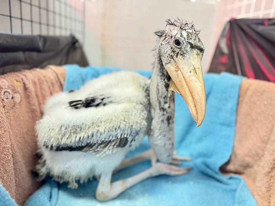 野生絶滅の鳥が復活へ カオキアオ動物園で人工孵化成功