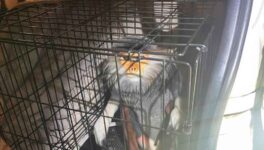 絶滅危惧種の密輸を摘発　チャトチャック市場へ運搬中 - ワイズデジタル【タイで生活する人のための情報サイト】