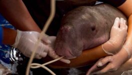 保護されたジュゴンの赤ちゃん死亡 急性循環不全が原因と推定 - ワイズデジタル【タイで生活する人のための情報サイト】