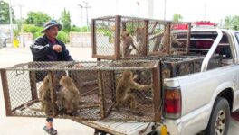 おサルさん達のプリズンブレイク　保護施設から脱走し周辺地域に被害も、大半を確保 - ワイズデジタル【タイで生活する人のための情報サイト】