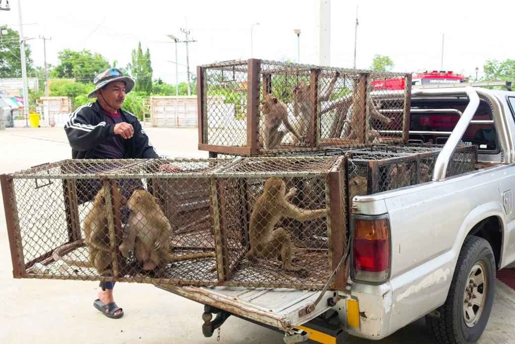動物保護施設から多数のサル脱走 周辺地域に被害、130匹以上を再捕獲