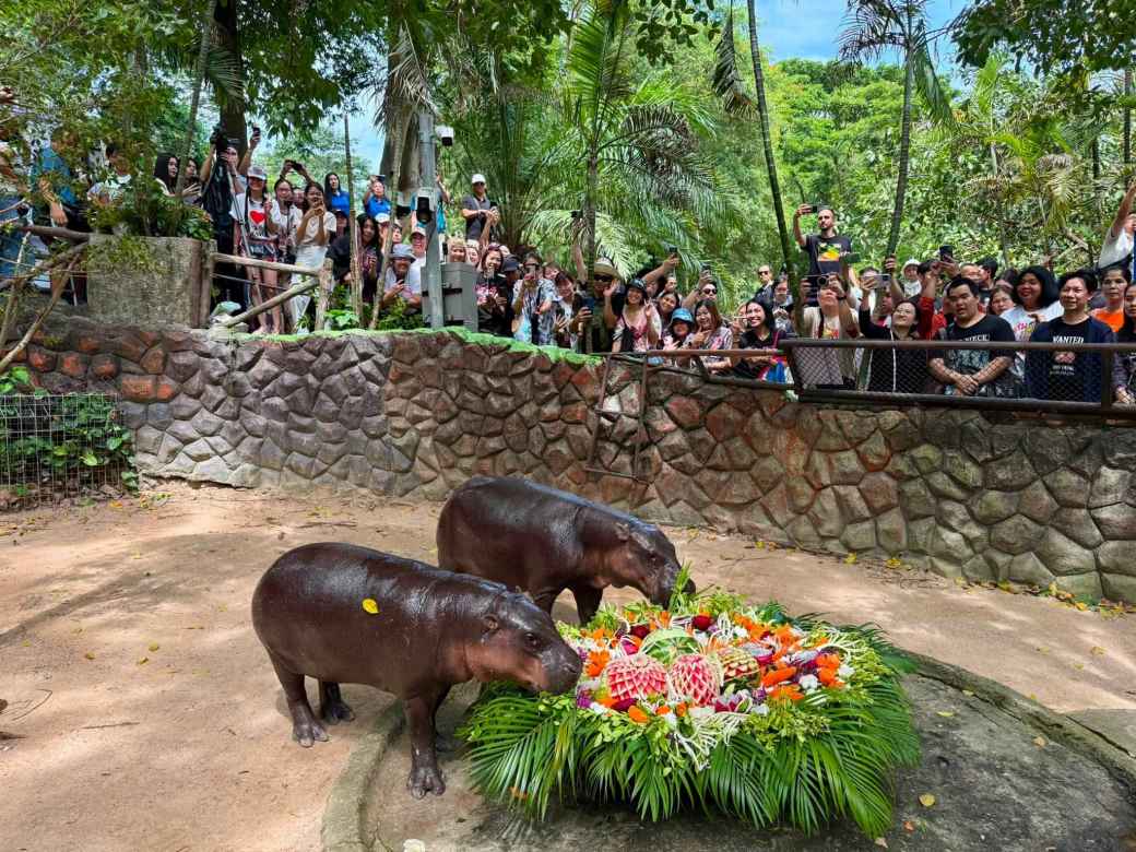 世界のアイドル「ムーデン」が2歳に カオキアオ動物園で盛大な誕生祭