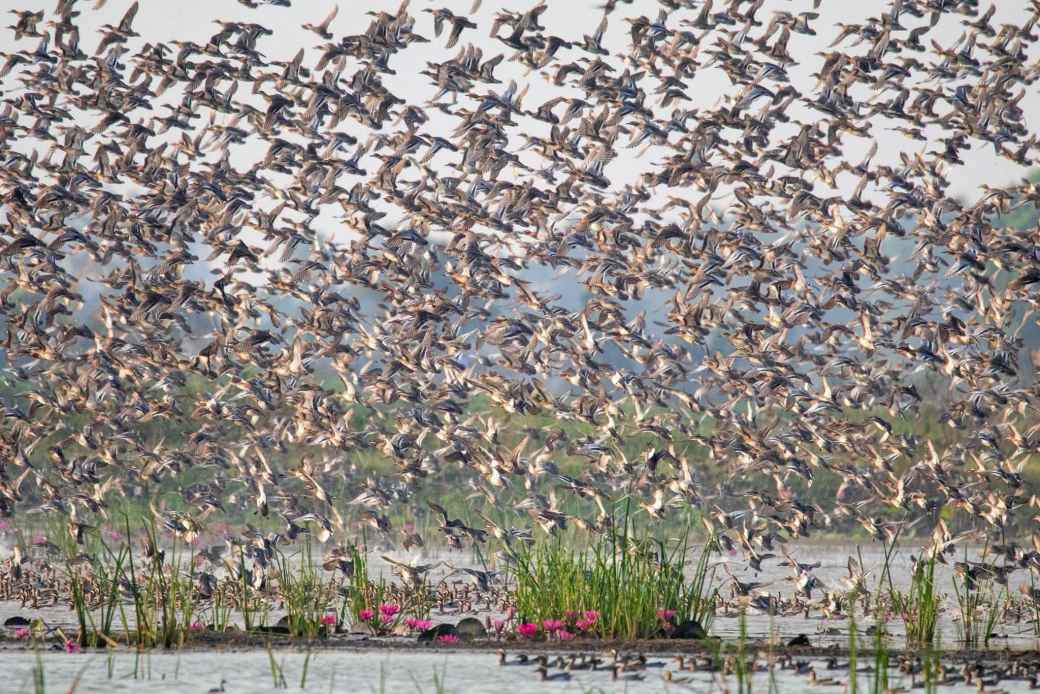 ブン・ボーラペット湖に渡り鳥「シマアジ」飛来 大陸から南下したカモの大群が湖面を彩る