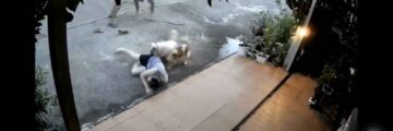 ゴミやプラスチック袋を燃やし異臭　隣人トラブルが飼い犬に襲われる騒動に発展 - ワイズデジタル【タイで生活する人のための情報サイト】