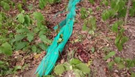 保護区職員が野生トラに襲われ死亡 ファイカケン野生生物保護区で - ワイズデジタル【タイで生活する人のための情報サイト】