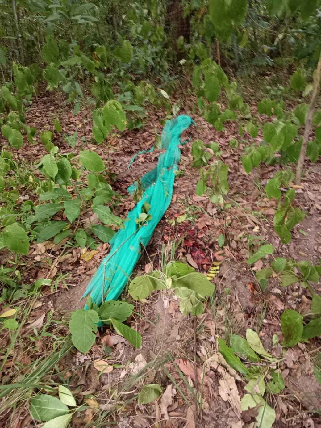 保護区職員が野生トラに襲われ死亡 ファイカケン野生生物保護区で