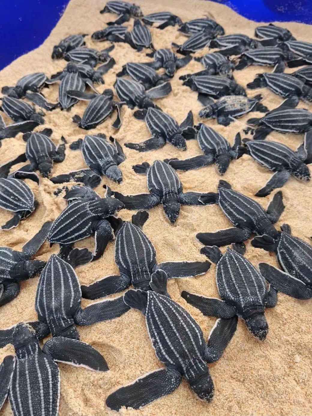 オサガメの赤ちゃんを海へ見送る パンガー県国立公園で海洋環境の教育イベント