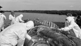 バンプーでクジラの死骸発見　衝突によるショック死と判明 - ワイズデジタル【タイで生活する人のための情報サイト】