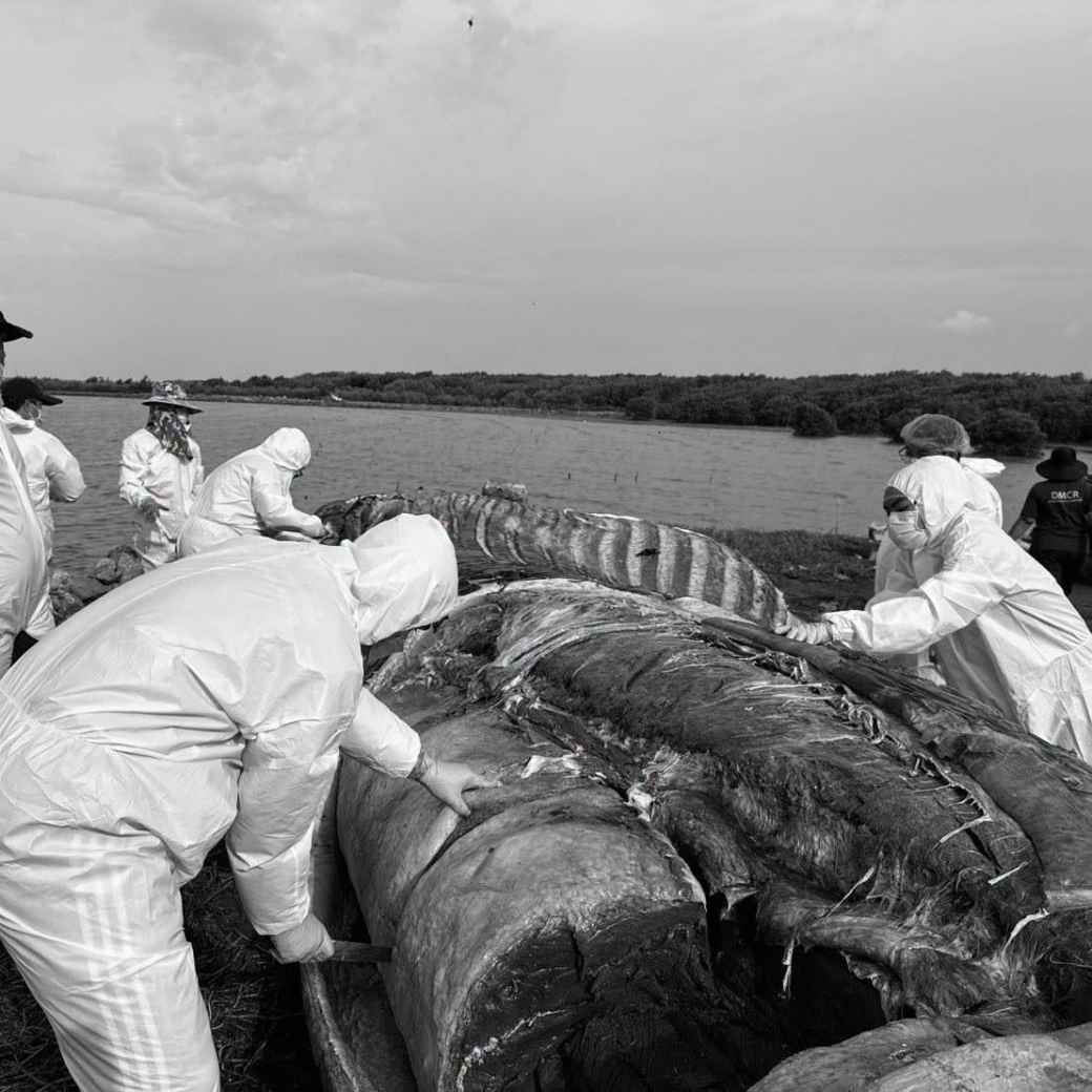 バンプーでクジラの死骸発見 衝突によるショック死と判明
