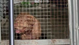 ピットブル犬に噛まれた飼い主の女性が死亡 過去にも前飼い主を襲殺 - ワイズデジタル【タイで生活する人のための情報サイト】