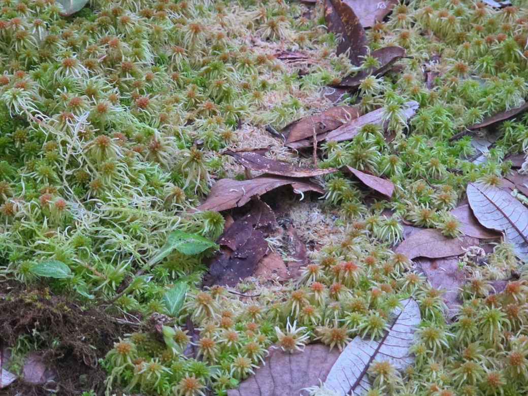 希少植物を踏みつけた外国人観光客に処罰 チェンマイ県ドイ・インタノンで