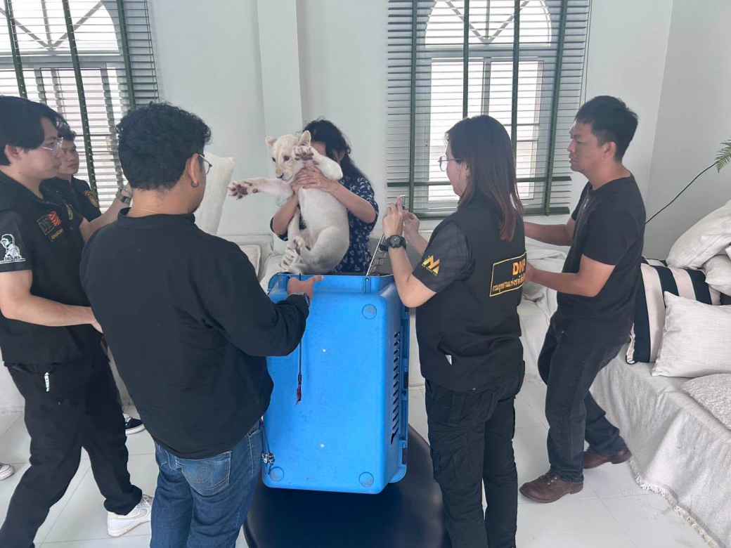 チェンマイの住宅街で不法飼育ライオンの子供 無許可の外国人限定ホテル営業も発覚