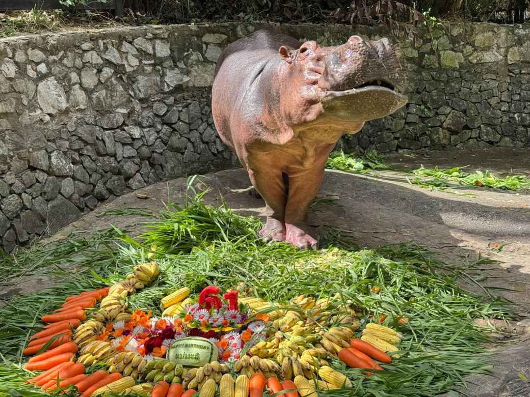 タイ最年長カバ「メー・マリ」が61歳の誕生日 カオキアオ動物園で長寿を祝うイベント開催