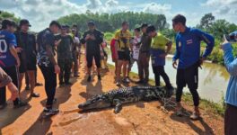 2m超の巨大ワニが出没 チャチューンサオ県の浸水地域で射殺 - ワイズデジタル【タイで生活する人のための情報サイト】