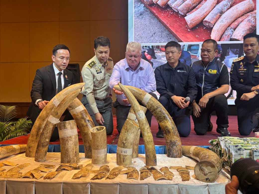 輸入木材に隠された象牙446本欧州 レムチャバンで不審コンテナから発覚