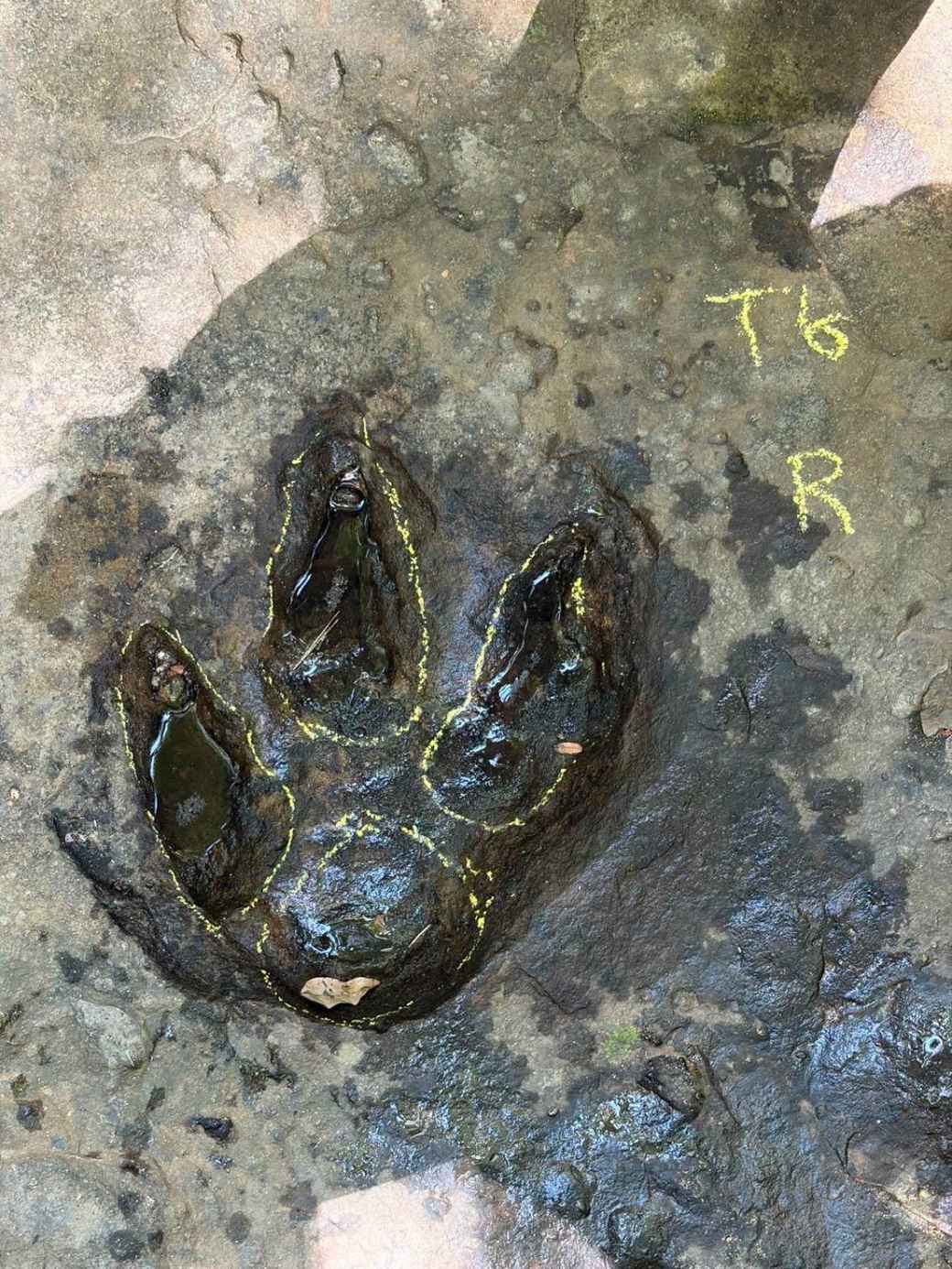 ウドーンターニー県で恐竜の足跡 二足歩行の肉食恐竜と確認